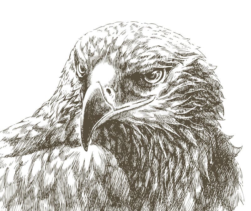 Línea arte del águila stock de ilustración Línea arte del águila stock de ilustración