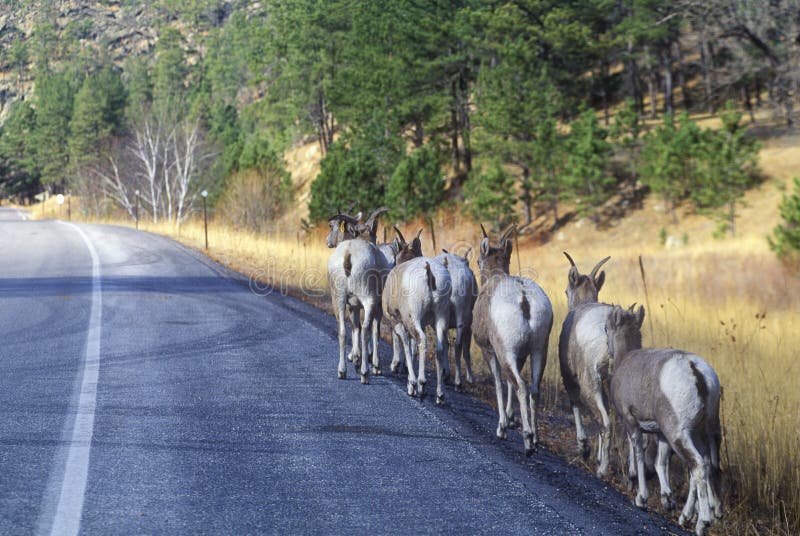 Line of Mountain Goats on roadside, outside of Mount Rushmore, SD. Line of Mountain Goats on roadside, outside of Mount Rushmore, SD