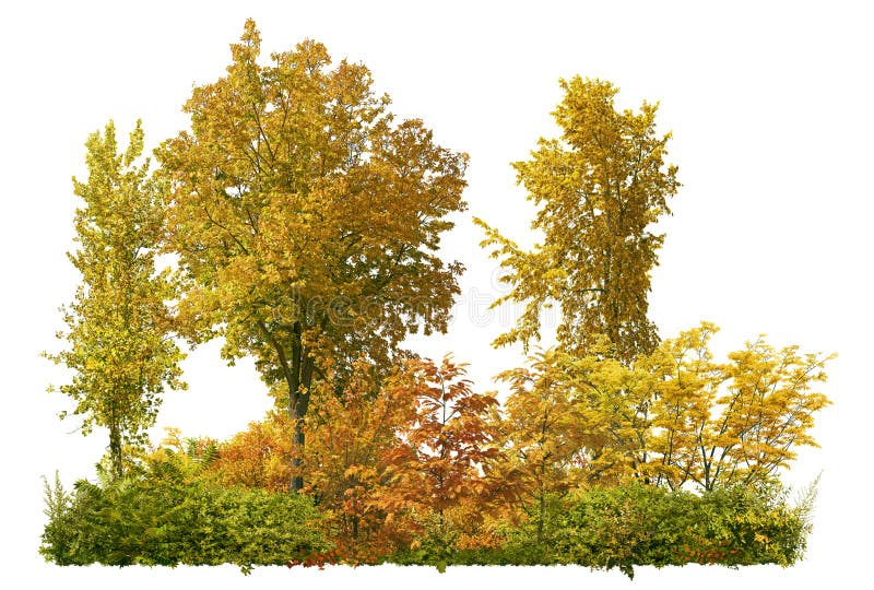 Row of colourful trees isolated on white background. PNG file with transparent background also available. Forestscape in fall. High quality clipping mask for professional composition. Row of colourful trees isolated on white background. PNG file with transparent background also available. Forestscape in fall. High quality clipping mask for professional composition.