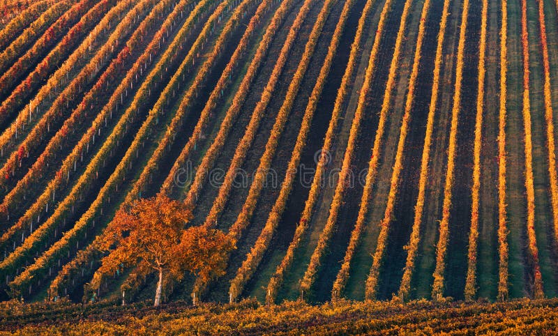 Línea y vino Un árbol solo del otoño contra la perspectiva de las líneas geométricas de viñedos del otoño fotos de archivo libres de regalías Línea y vino Un árbol solo del otoño contra la perspectiva de las líneas geométricas de viñedos del otoño fotos de archivo libres de regalías