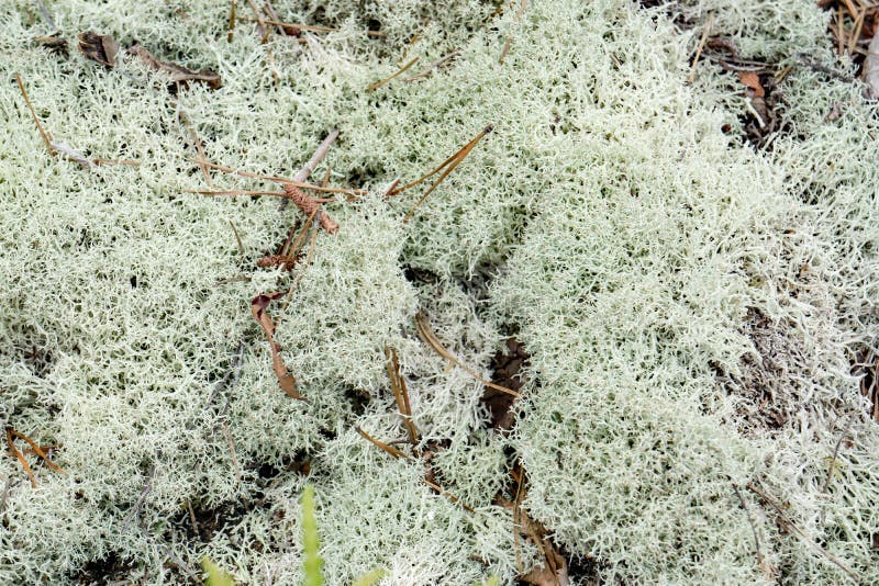 Líquene de rena - rangiferina do Cladonia fotografia de stock royalty free Líquene de rena - rangiferina do Cladonia fotografia de stock royalty free