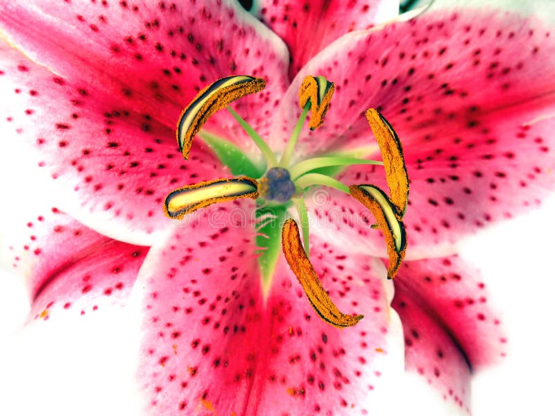 An Asiatic Lily isolated on white. Sharp focus on stamen, soft focus on petals. An Asiatic Lily isolated on white. Sharp focus on stamen, soft focus on petals