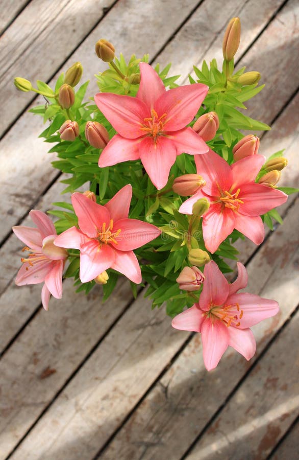 Asiatic Lily with blooms and buds with light streaks on a wooden background. Asiatic Lily with blooms and buds with light streaks on a wooden background