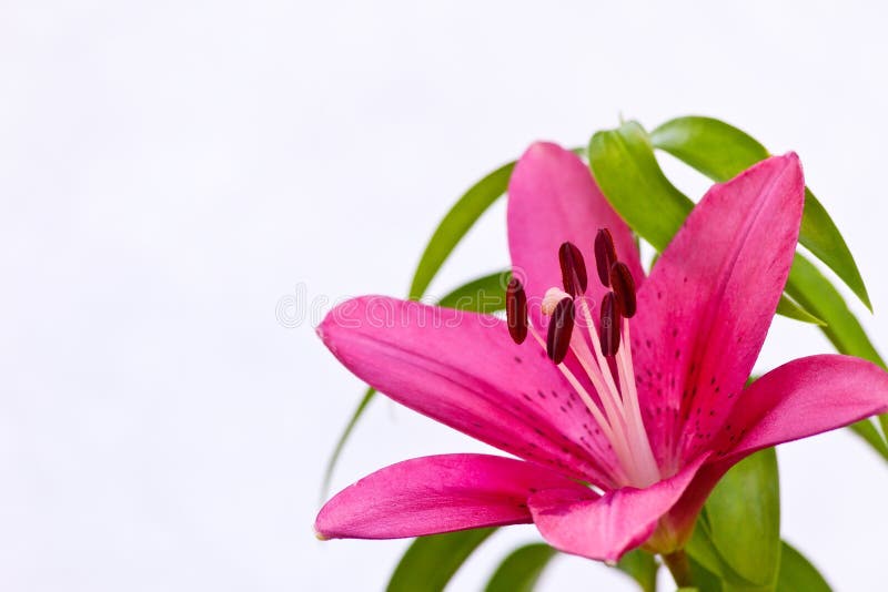 Blooming pink Asiatic Lily with green leaves and white background (room for text). Blooming pink Asiatic Lily with green leaves and white background (room for text)