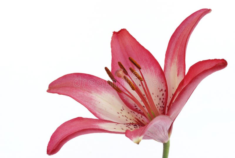 Asiatic lily isolated on white background. Asiatic lily isolated on white background