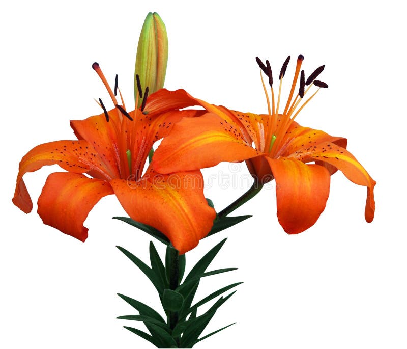 Orange Asiatic Lily isolated with clipping path. Orange Asiatic Lily isolated with clipping path