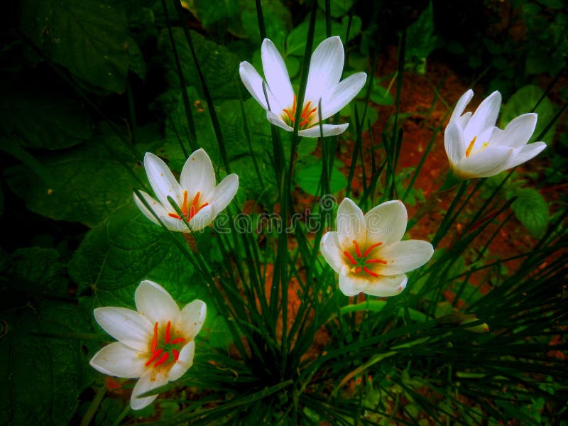 Lírio da chuva da candida de Zephyranthes imagens de stock royalty free Lírio da chuva da candida de Zephyranthes imagens de stock royalty free