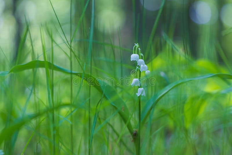 Lily of the valley - white flower with green leaves in the forest. Nice bokeh. Lily of the valley - white flower with green leaves in the forest. Nice bokeh.