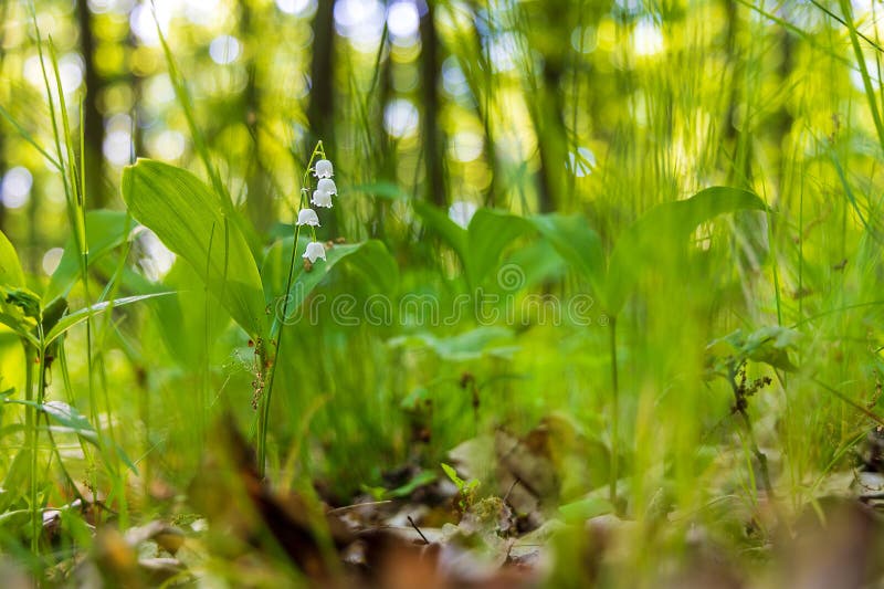 Lily of the valley - white flower with green leaves in the forest. Nice bokeh. Lily of the valley - white flower with green leaves in the forest. Nice bokeh.