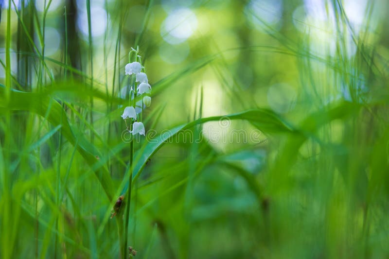 Lily of the valley - white flower with green leaves in the forest. Nice bokeh. Lily of the valley - white flower with green leaves in the forest. Nice bokeh.