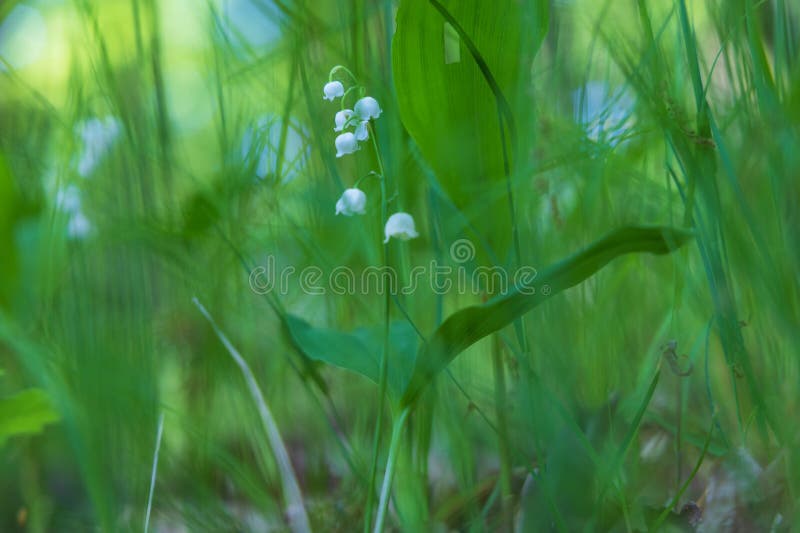 Lily of the valley - white flower with green leaves in the forest. Nice bokeh. Lily of the valley - white flower with green leaves in the forest. Nice bokeh.