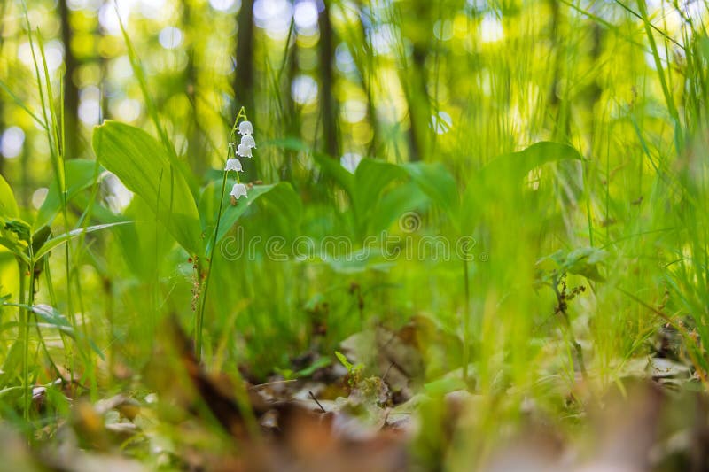 Lily of the valley - white flower with green leaves in the forest. Nice bokeh. Lily of the valley - white flower with green leaves in the forest. Nice bokeh.