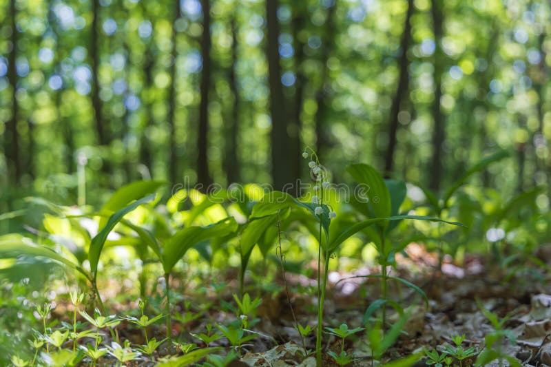 Lily of the valley - white flower with green leaves in the forest. Nice bokeh. Lily of the valley - white flower with green leaves in the forest. Nice bokeh.