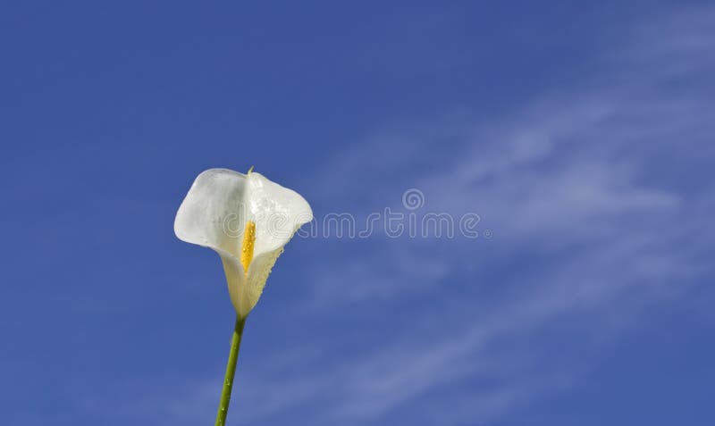 Lírio de Calla foto de stock royalty free Lírio de Calla foto de stock royalty free