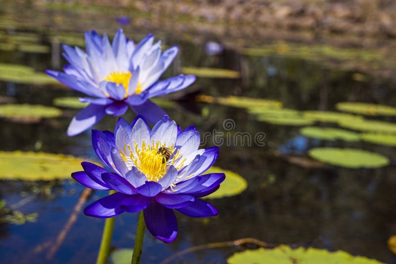 Lírio de água azul nativo australiano fotos de stock Lírio de água azul nativo australiano fotos de stock