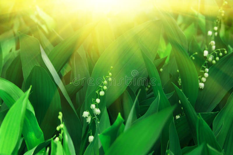 Lírio do vale e do sol. fotografia de stock royalty free Lírio do vale e do sol. fotografia de stock royalty free