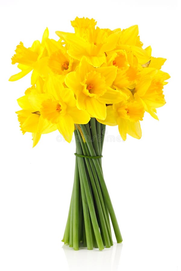 Bouquet of yellow lent lily (daffodil) isolated on white background. Bouquet of yellow lent lily (daffodil) isolated on white background.