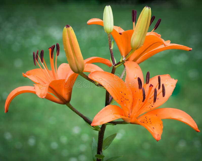 Orange Asiatic Lilies Against a Blurred Green Grass Background. Orange Asiatic Lilies Against a Blurred Green Grass Background