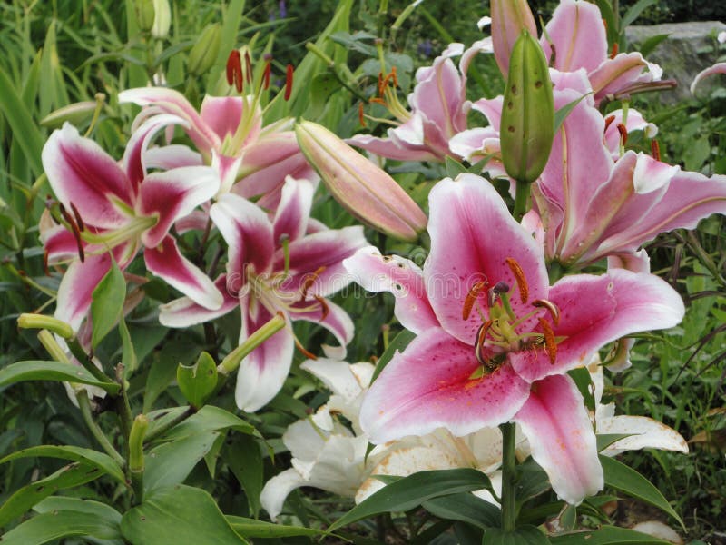 Hybrids Asiatic lilies. This is the biggest and well-known group of lilies, due to its resistance to frost, fast and easy reproduction - very popular. Hybrids Asiatic lilies. This is the biggest and well-known group of lilies, due to its resistance to frost, fast and easy reproduction - very popular.