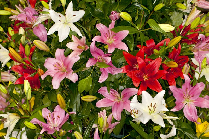 Closeup of a mixed assorted Asiatic Lilies flower in a garden. Closeup of a mixed assorted Asiatic Lilies flower in a garden