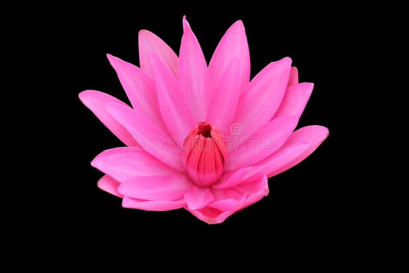 Lótus de florescência cor-de-rosa Ilustra??o do zen da flor dos l?tus Isolado no fundo foto de stock Lótus de florescência cor-de-rosa Ilustra??o do zen da flor dos l?tus Isolado no fundo foto de stock