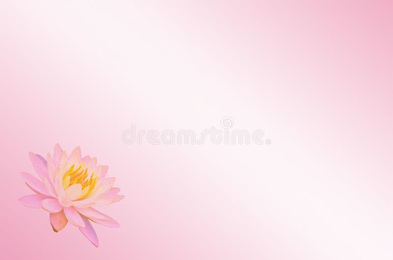 Lótus do foco ou flor macia do lírio de água no fundo abstrato pastel cor-de-rosa