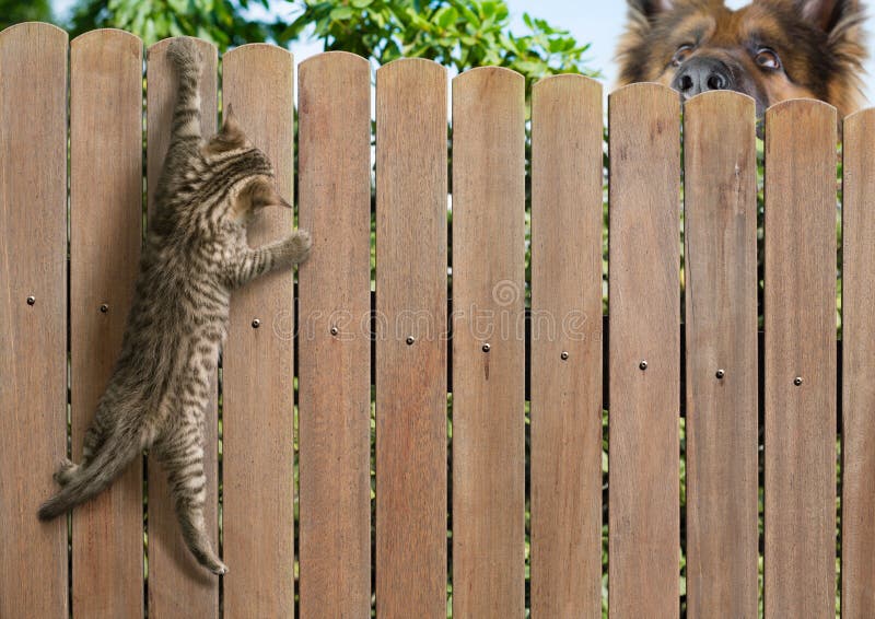 Lönsam kattunge som hänger på staket och stor hund bakom sig arkivfoton Lönsam kattunge som hänger på staket och stor hund bakom sig arkivfoton