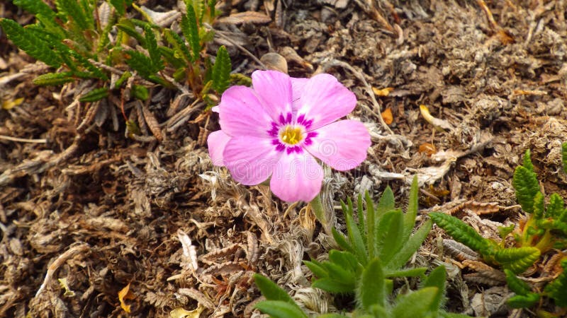Lös Alaska primula arkivfoton Lös Alaska primula arkivfoton