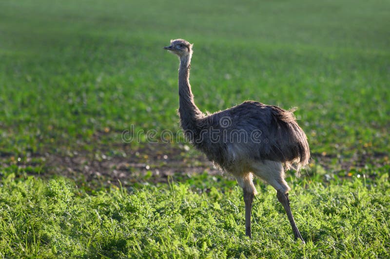 Wild american greater rhea or nandu Rhea americana on a field in Mecklenburg-Western Pomerania, Germany. A small group of these ratites escaped 2000 from an enclosure and has now established itself into a stable population, copy space. Wild american greater rhea or nandu Rhea americana on a field in Mecklenburg-Western Pomerania, Germany. A small group of these ratites escaped 2000 from an enclosure and has now established itself into a stable population, copy space