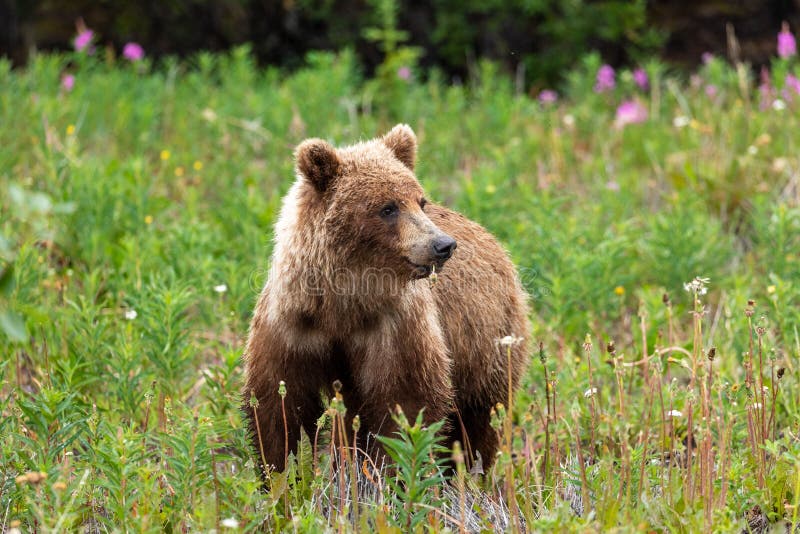 Lös grisslybjörn i Kanada