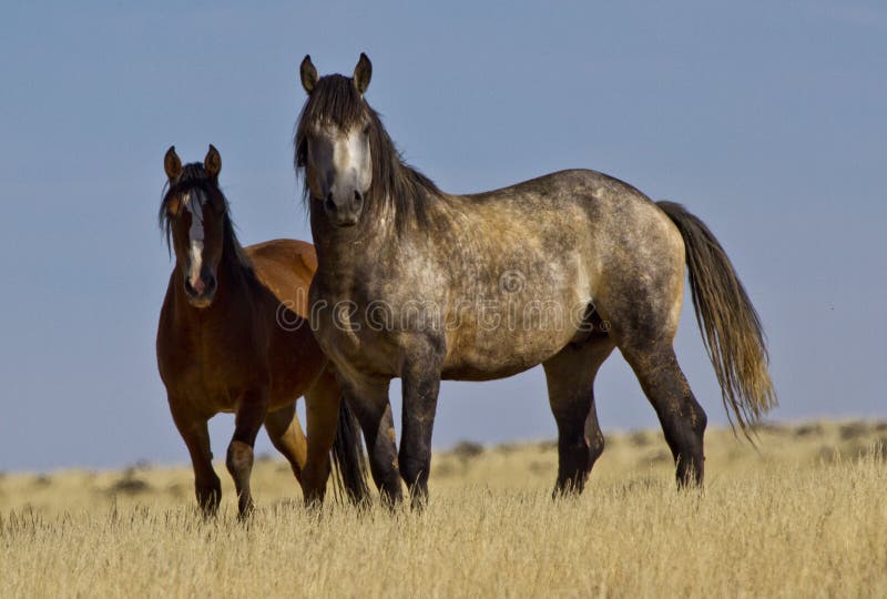 Lös grå hingst och sto fotografering för bildbyråer Lös grå hingst och sto fotografering för bildbyråer