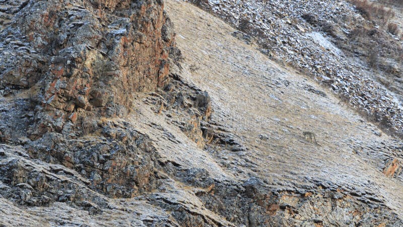 LÖS kamouflerad Panthera Uncia för snöleopard i Tibet som vilar på en bergsida arkivfoto LÖS kamouflerad Panthera Uncia för snöleopard i Tibet som vilar på en bergsida arkivfoto