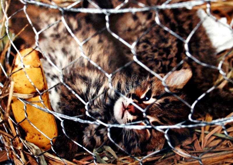Lös katt i buren royaltyfria bilder Lös katt i buren royaltyfria bilder