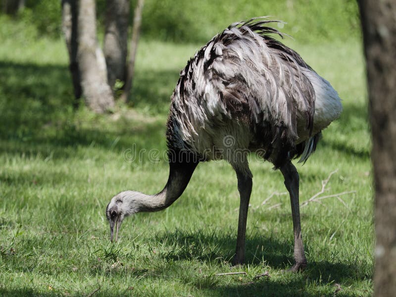 Wild Rhea, (Rhea americana albescens) seen in Ithe Ibera Wetland area of Argentina. Wild Rhea, (Rhea americana albescens) seen in Ithe Ibera Wetland area of Argentina