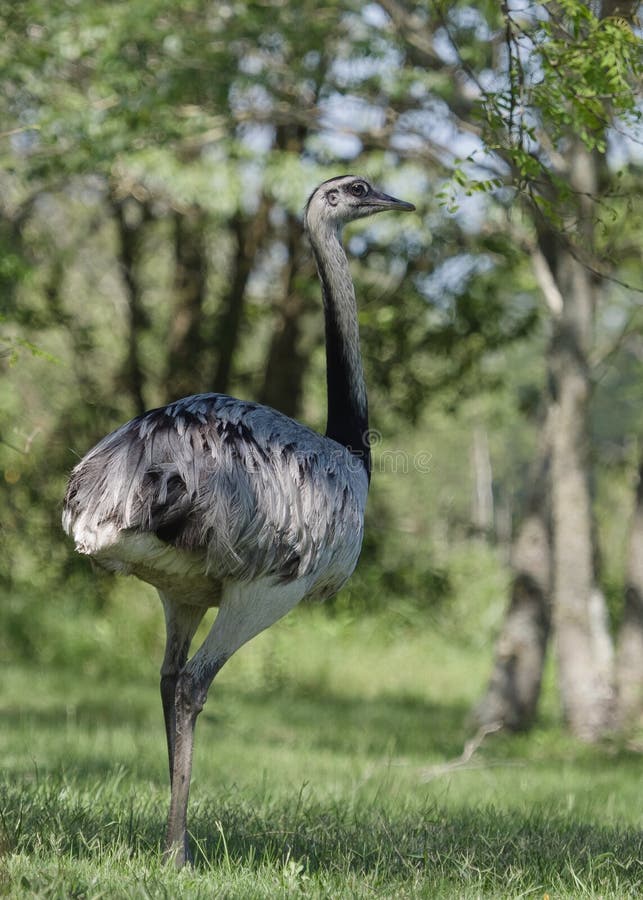 Wild Rhea, (Rhea americana albescens) seen in Ithe Ibera Wetland area of Argentina. Wild Rhea, (Rhea americana albescens) seen in Ithe Ibera Wetland area of Argentina