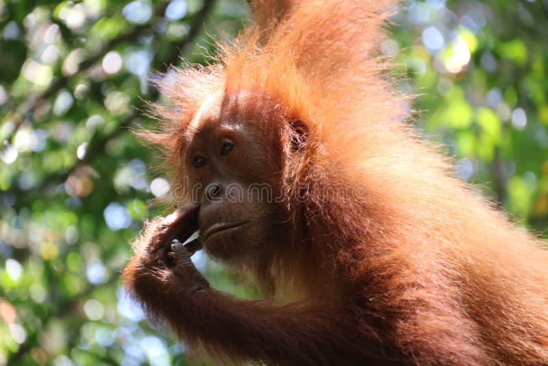 Lös orangutang Utan i djungeln arkivfoton Lös orangutang Utan i djungeln arkivfoton