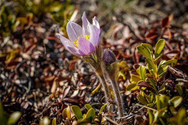 Lös Pasque blomma i kanadensaren Roskies arkivbilder Lös Pasque blomma i kanadensaren Roskies arkivbilder