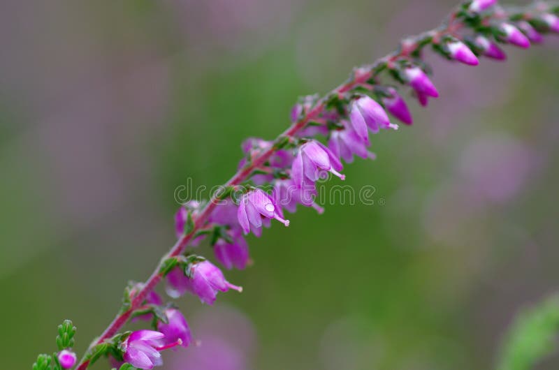 Lös purpurfärgad gemensam ljung, vulgaris Calluna, blomningnärbild, fotografering för bildbyråer Lös purpurfärgad gemensam ljung, vulgaris Calluna, blomningnärbild, fotografering för bildbyråer