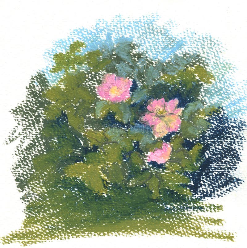 Lös ros Bush, pastellfärgade målningar för lösa rosa blommor vektor illustrationer Lös ros Bush, pastellfärgade målningar för lösa rosa blommor vektor illustrationer