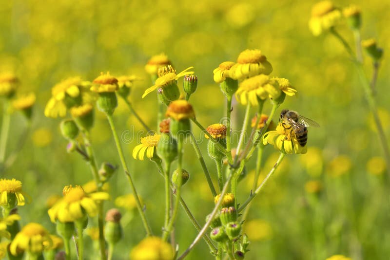 Lösa blommor och ett bi royaltyfri bild