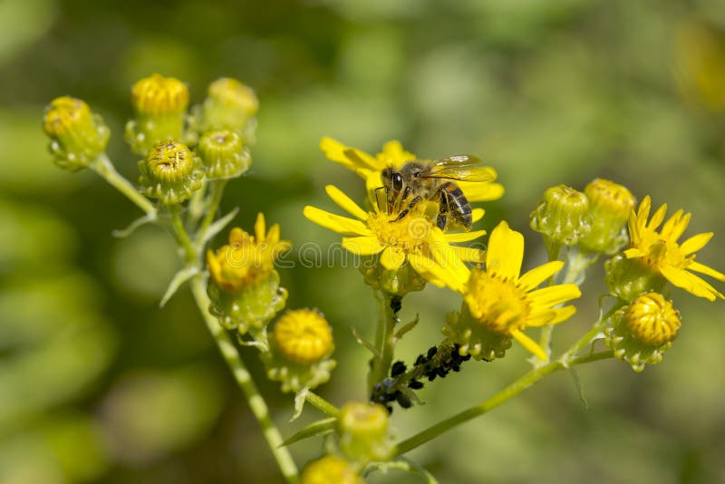 Lösa blommor och ett bi royaltyfri foto