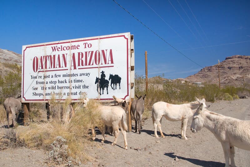 Lösa Burros längs Route 66 nära Oatman Arizona fotografering för bildbyråer Lösa Burros längs Route 66 nära Oatman Arizona fotografering för bildbyråer