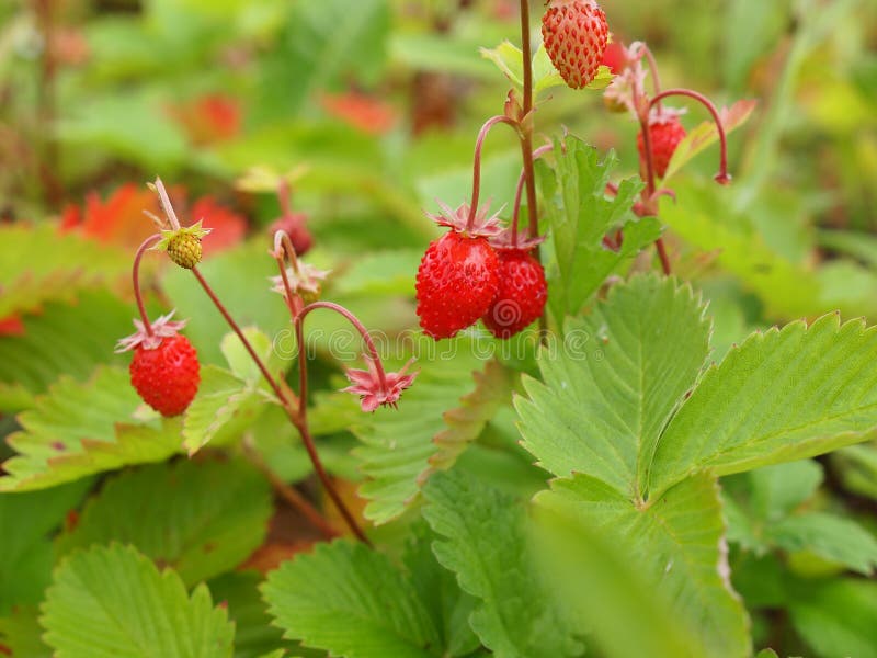 Fresh Wild strawberries in the forest. Fresh Wild strawberries in the forest