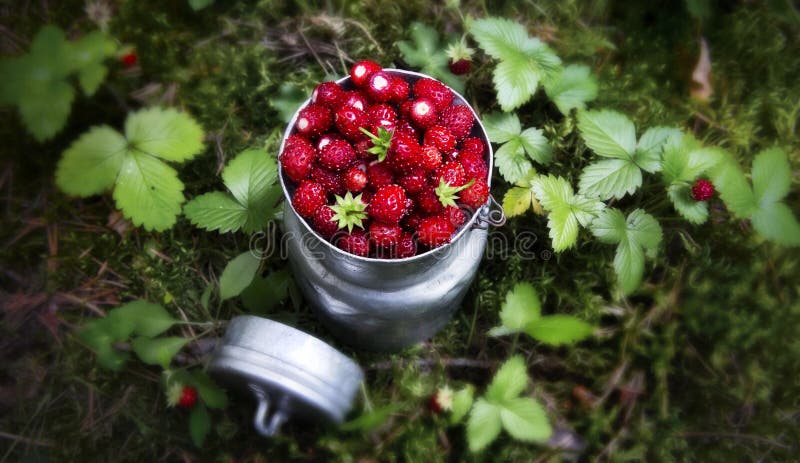 Wild strawberries in a mug in a forest background. Wild strawberries in a mug in a forest background