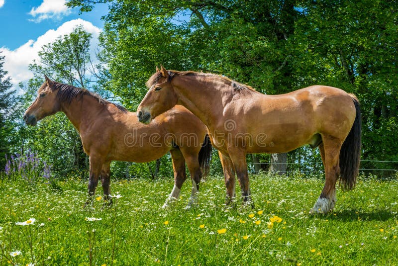 Lösa och fria hästar som betar i den schweiziska Jura Alps arkivfoto Lösa och fria hästar som betar i den schweiziska Jura Alps arkivfoto