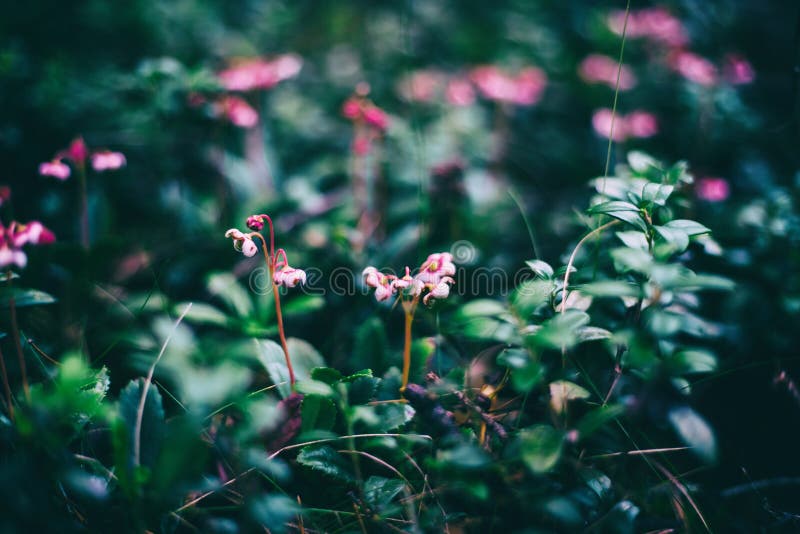 Lösa skogdetaljer, små rosa lösa blommor, härlig naturlig abstrakt bakgrund och textur royaltyfri fotografi Lösa skogdetaljer, små rosa lösa blommor, härlig naturlig abstrakt bakgrund och textur royaltyfri fotografi