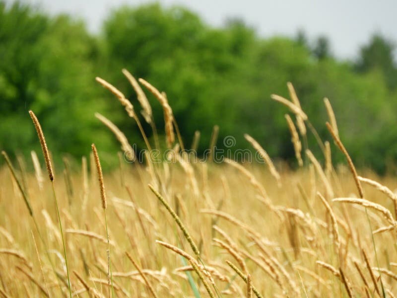 Lösa Timothy Grass i fält för sen sommar i NYS royaltyfri foto Lösa Timothy Grass i fält för sen sommar i NYS royaltyfri foto