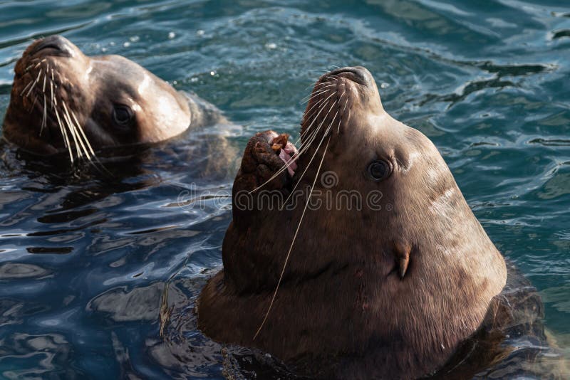 Löst Steller hav Lion Eumetopias Jubatus med öppna mun- och tandhuggtandbad i Stilla havet för kalla vågor arkivfoto Löst Steller hav Lion Eumetopias Jubatus med öppna mun- och tandhuggtandbad i Stilla havet för kalla vågor arkivfoto