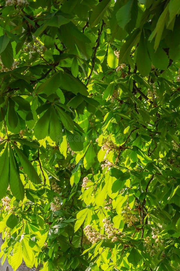Lövverk och blommor av hippocastanum-naturlig bakgrund för kastanjebrun Aesculus royaltyfri bild Lövverk och blommor av hippocastanum-naturlig bakgrund för kastanjebrun Aesculus royaltyfri bild