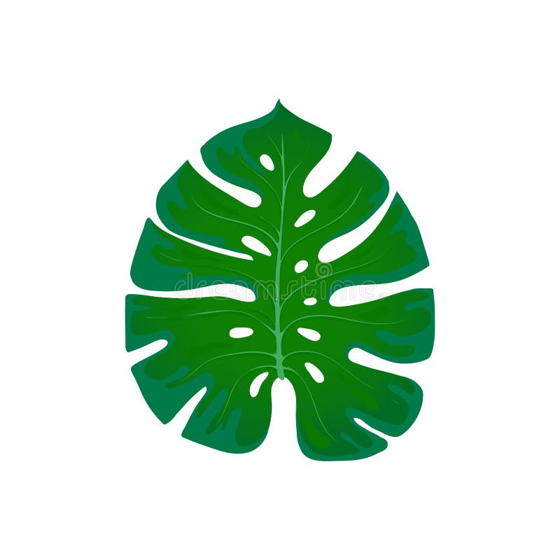Lövverkmonstera Trendbeståndsdel av palmbladdesignen på en vit Tropiskt exotiskt och växter royaltyfri illustrationer Lövverkmonstera Trendbeståndsdel av palmbladdesignen på en vit Tropiskt exotiskt och växter royaltyfri illustrationer